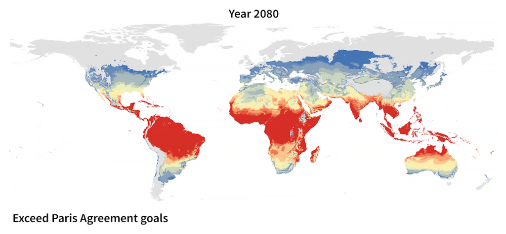 Predicted range of the Mosquito Aedes aegypti in 2080 if the world exceeds Paris Agreement Goals to reduce warming, Stanford Woods Institute for the Environment, 2019